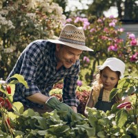 Ein Großvater und seine Enkelin ernten Gemüse im Garten Ein Großvater und seine Enkelin ernten Gemüse im Garten